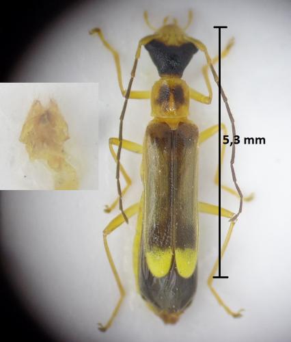 Malthinus flaveolus